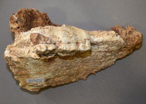 Del zgornje čeljustnice jamskega medveda (Ursus spelaeus)